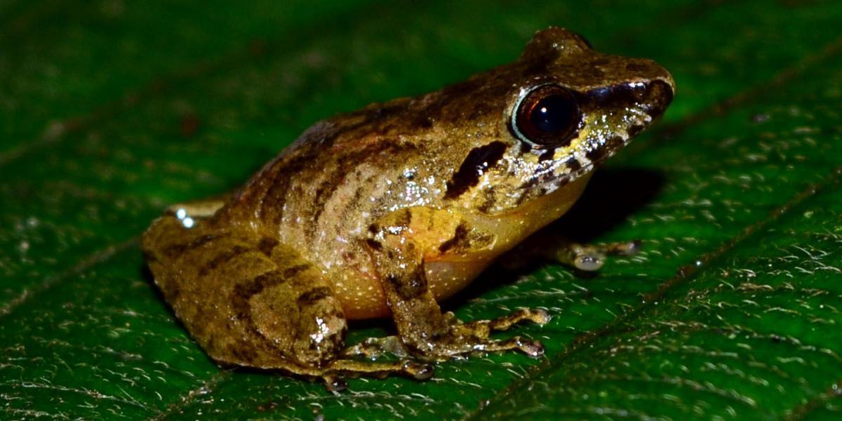 Según el libro rojo de los anfibios de Colombia, esta especie es declarada vulnerable a la extinción.