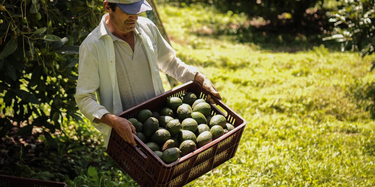 La exportación de la fruta le dejó a México ganancias por 2.220 millones de dólares.