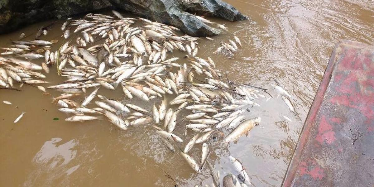 El 9 de marzo se reportó una mortandad masiva de peces en el río Porce, en Antioquia.