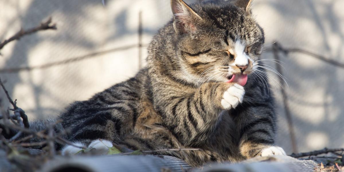 La lengua de los gatos es rugosa para ayudar a remover el pelo en ese proceso de acicalamiento.