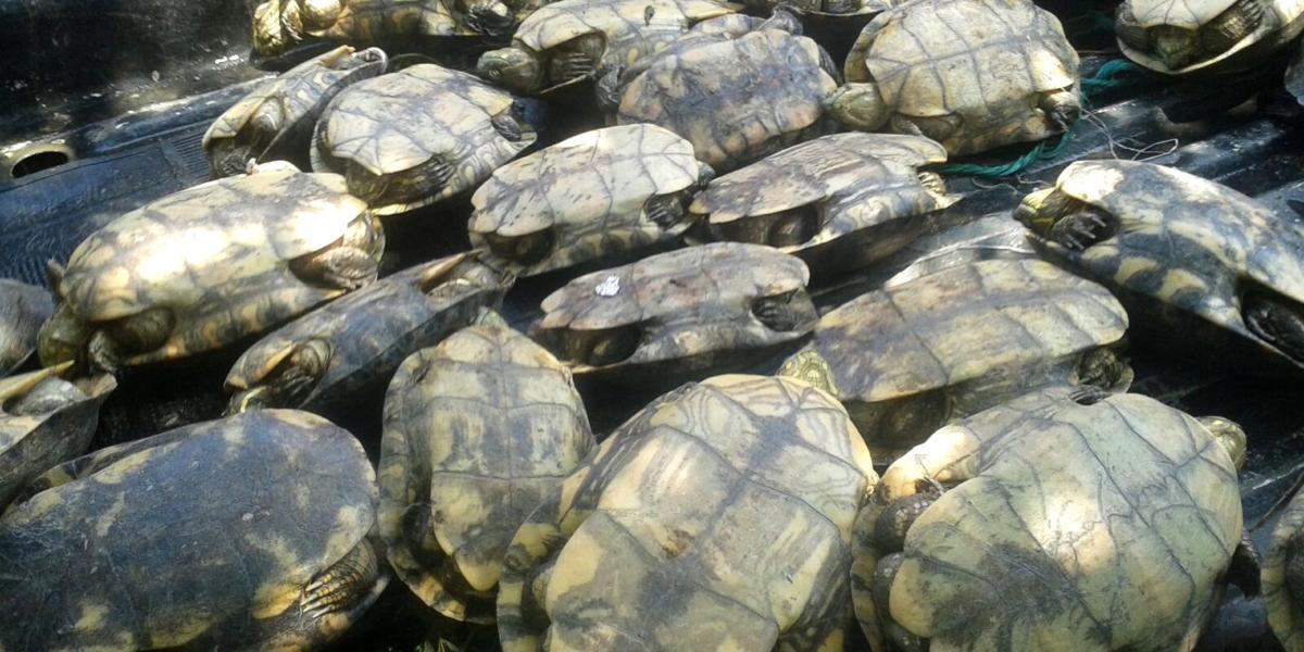 Imagen de archivo. La Armada ha recuperado cerca de seis mil ejemplares de tortuga 'taricaya'.