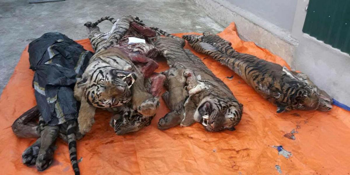 Encuentran cinco tigres muertos en un congelador de Vietnam