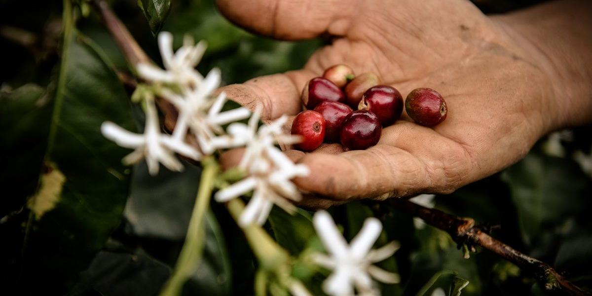 Cultivar café, más que un negocio sostenible, es una vocación nutrida por la identidad nacional.