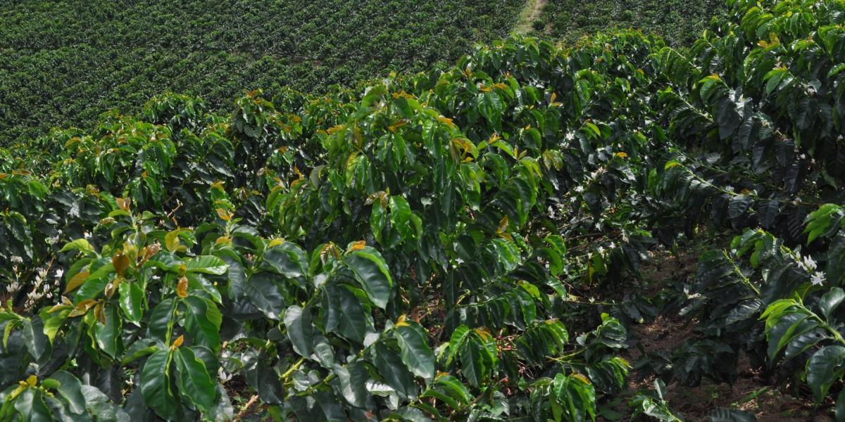Valle del Cauca, territorio de cafés sostenibles