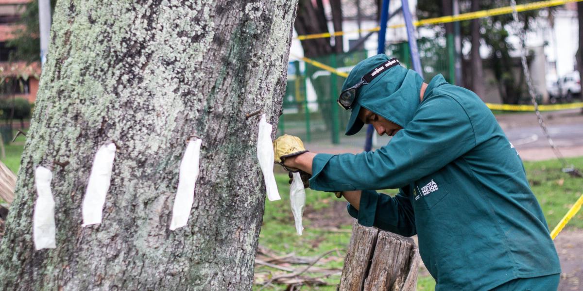 Trabajos fitosanitarios en el parque Urbanización La Esmeralda, para evitar la caída de hojas de palmas washingtonias. Se reforzó la nutrición de otras especies.