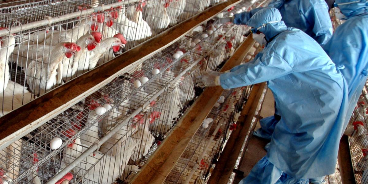 La industria avícola está en estos momentos funcionando en municipios donde el respectivo POT ha vencido.