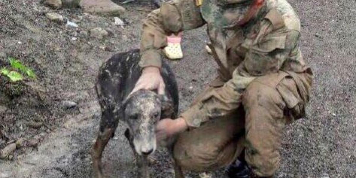 La Sexta División del Ejército trinó en su cuenta de Twitter el rescate de un perro que se encontraba atrapado entre los escombros.