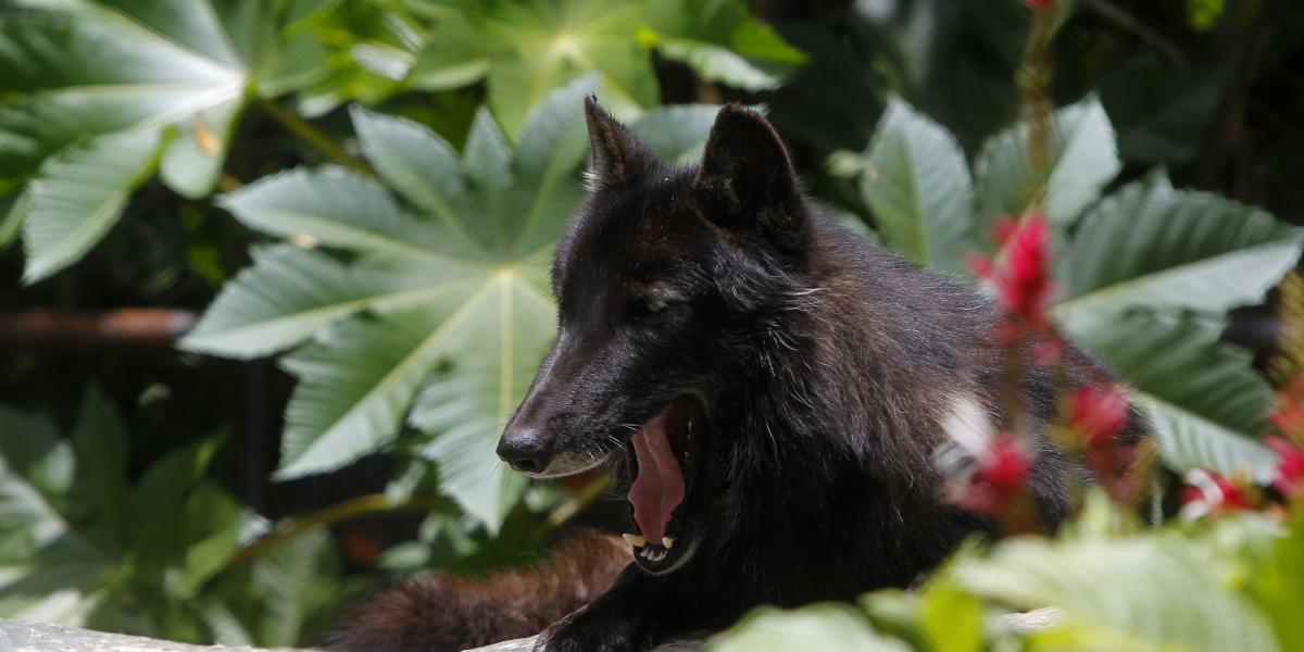 Antes de su recuperación, Amarok era nervioso, es normal porque los lobos son animales gregarios, que vive en manadas o grupos, y éste es el único en Colombia.