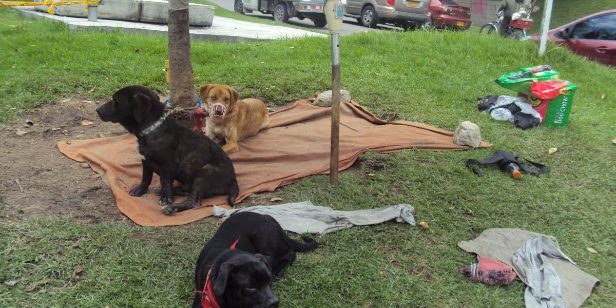 Mailo, Choco y Lucas son tres perros criollos que acompañan a Fabián en su día de trabajo.