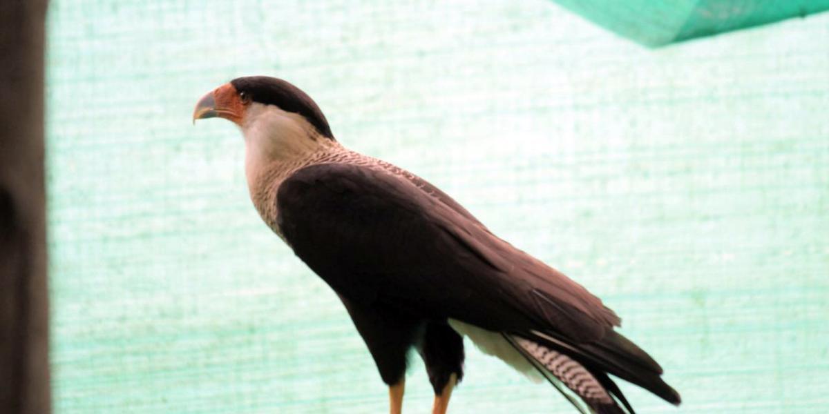 ‘Caracara plancus’, una de las aves silvestres rescatadas en Bogotá.