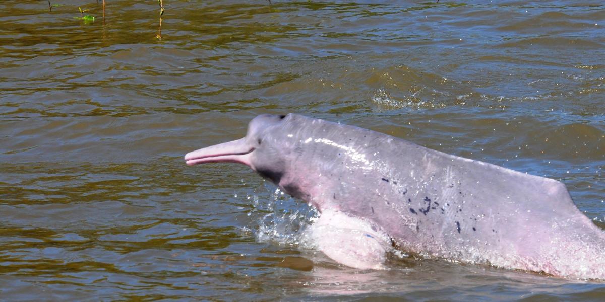 Delfín rosado, amenazado por la minería ilegal.