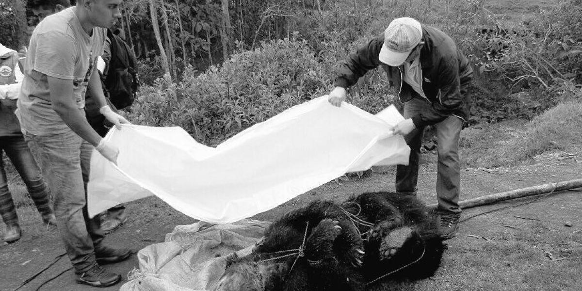 El cuerpo del oso andino fue hallado el sábado 18 de marzo a 3.100 metros de altura con signos de lesiones con arma de fuego.