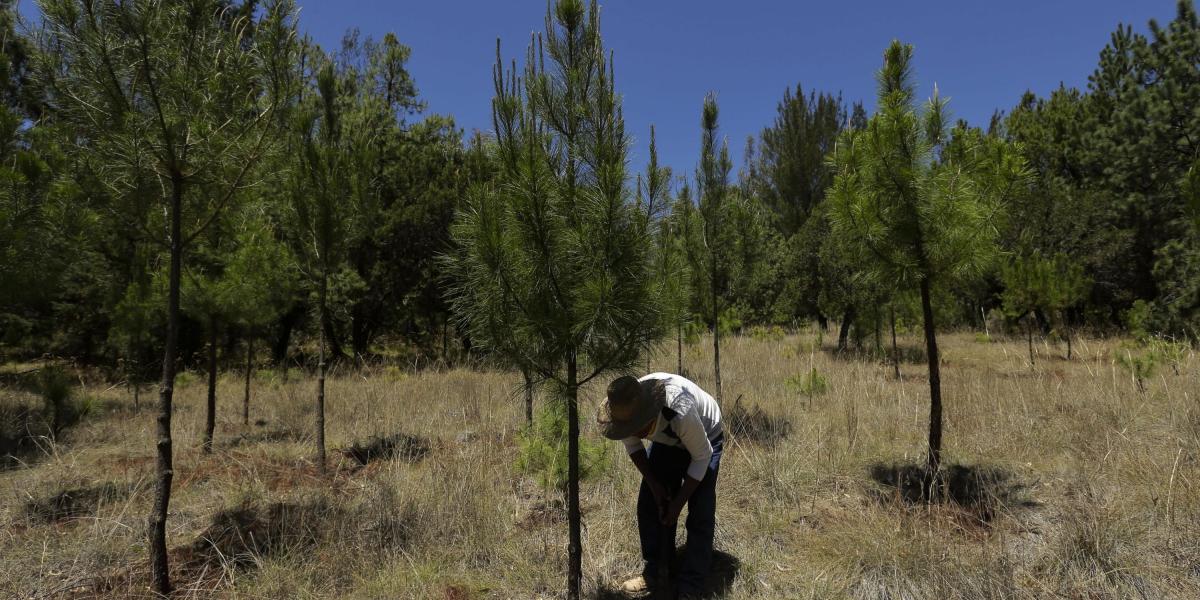 El presidente del Comisariado de los Bienes Comunales de Tlacuilohcan, Diego Romero, inspecciona los árboles de la reserva ecológica en el municipio de Yauhquemehcan, en el estado de Tlaxcala (México).