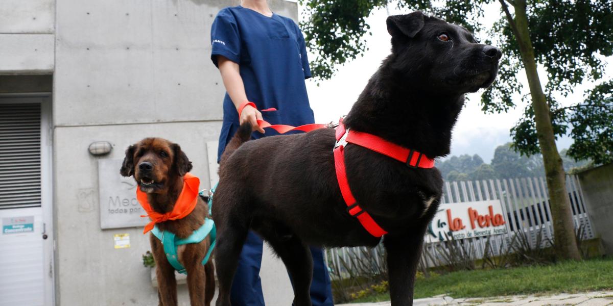 En el Centro de Bienestar Animal La Perla de Medellín hay 20 caninos con alguna discapacidad que llevan años esperando a un amo.