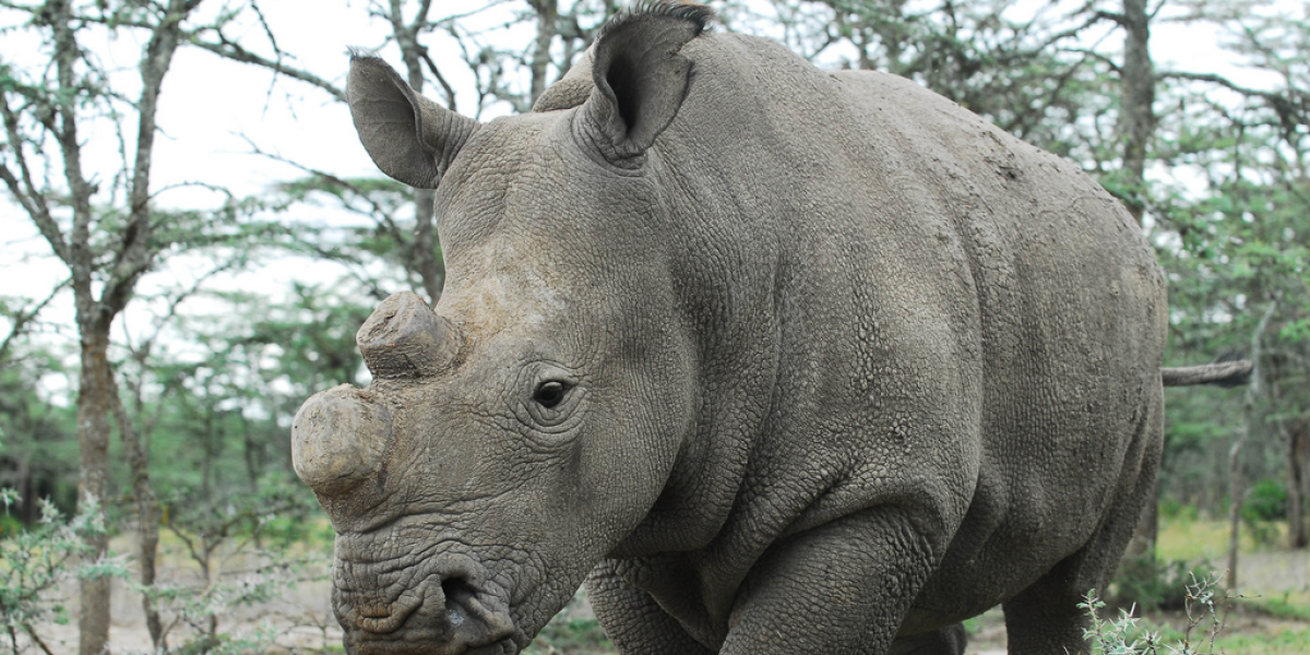 Sudán es el último rinoceronte blanco del norte macho.