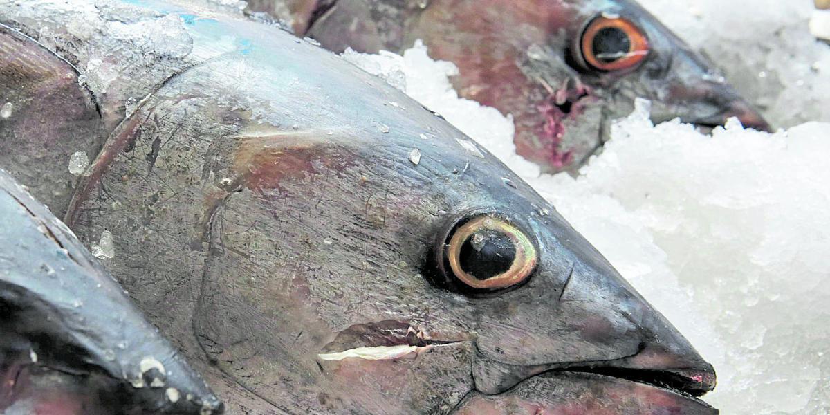 La OMC reconoció que el Gobierno de EE. UU. afectó a los productores mexicanos de atún.