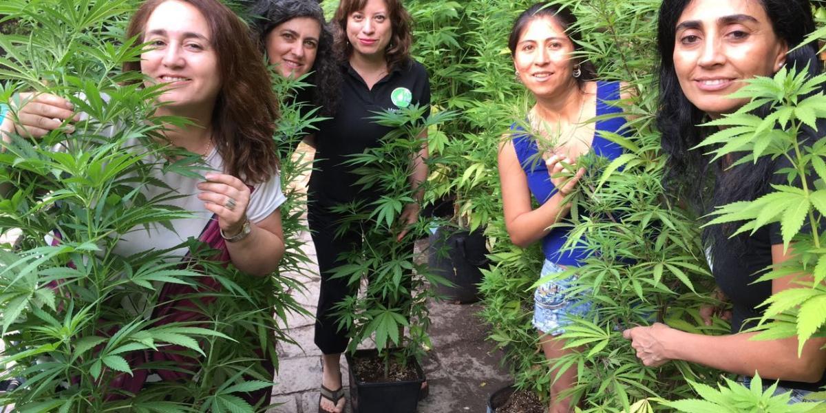 Madres entre autocultivos de cannabis en Santiago de Chile, vinculadas a la fundación Mamá Cultiva.