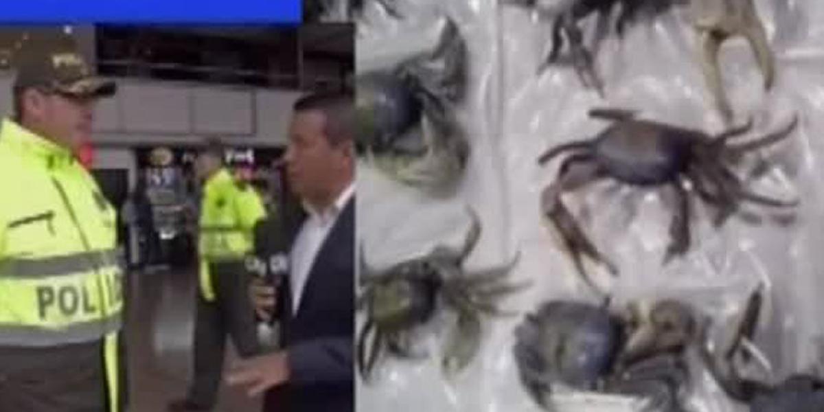 Mujer pretendía salir de Bogotá con cangrejos azules en su equipaje
