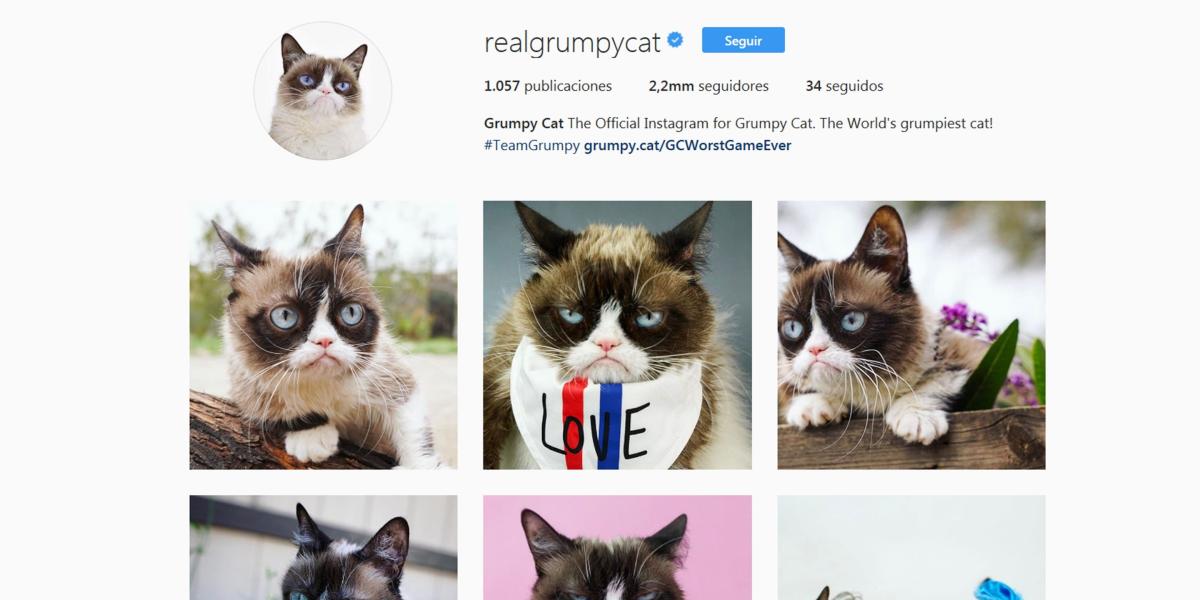 El Instagram de Grumpy, la gata gruñona, cuenta con más de 2 millones de seguidores.