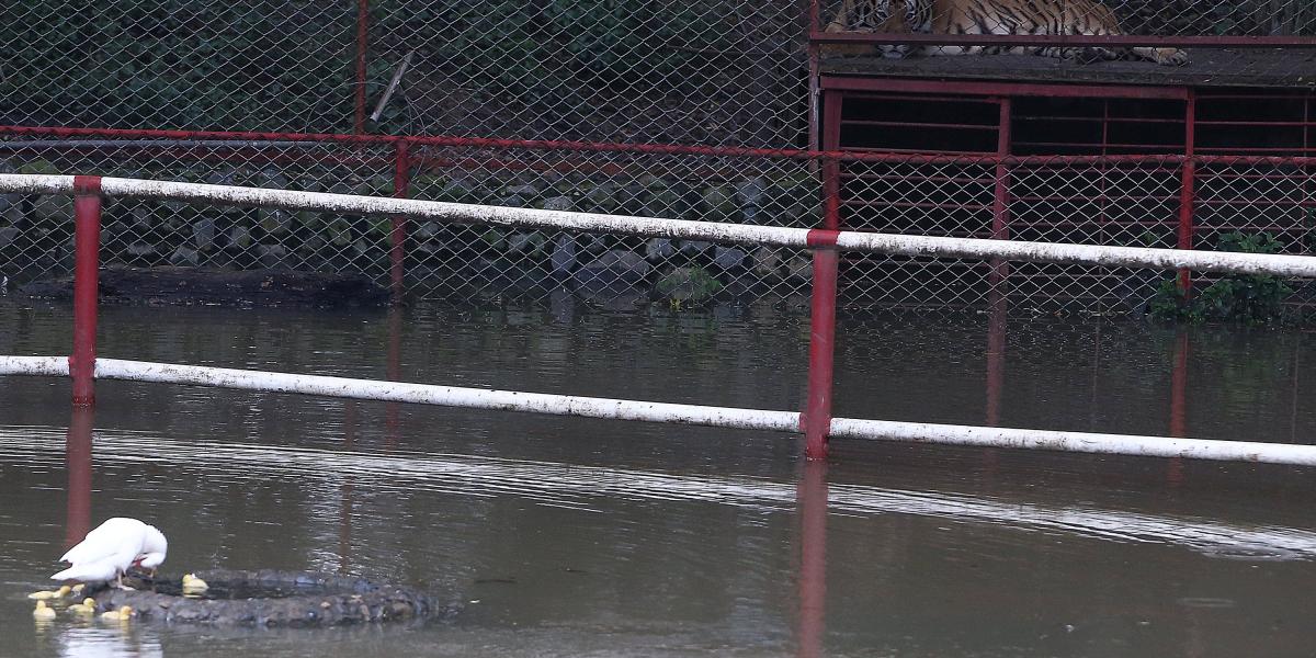 El refugio animal de Villa Lorena, en Floralia, uno de los afectados por las inundaciones del río Cauca