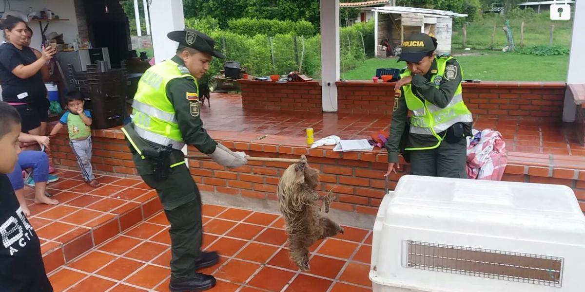 En los últimos meses, la Policía de Norte de Santander ha capturado a cuatro personas por atentar contra la vida silvestre en el departamento.