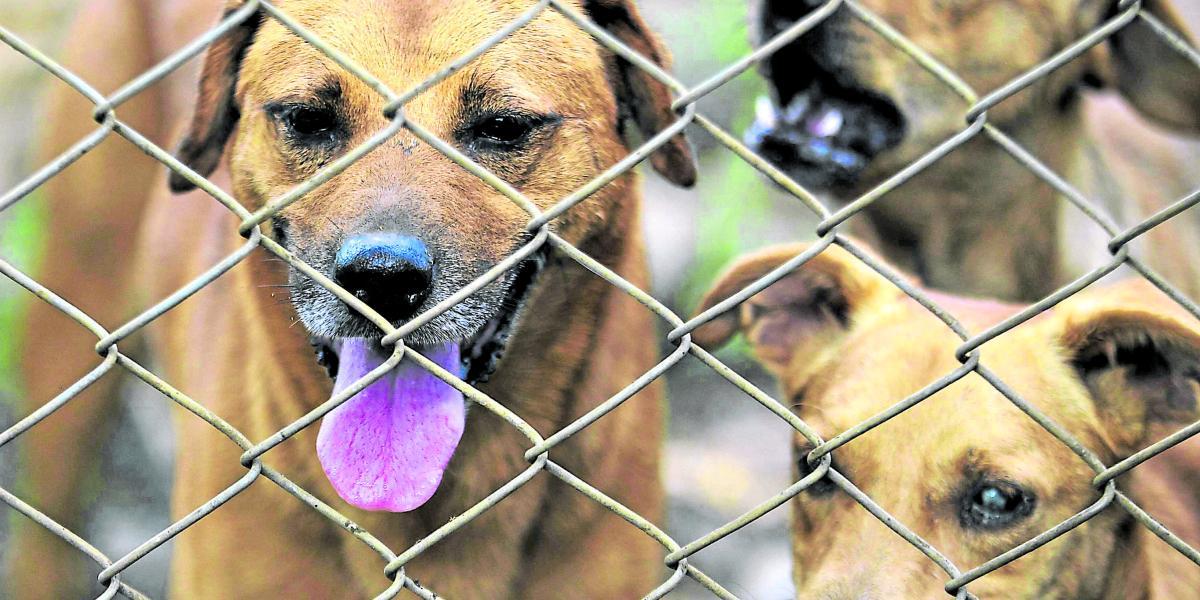 Con 20.000 millones de pesos para este proyecto se pretende fortalecer los servicios de urgencias veterinarias para animales de la calle, que solo este año ha  atendido 246 animales desde su implementación en enero.