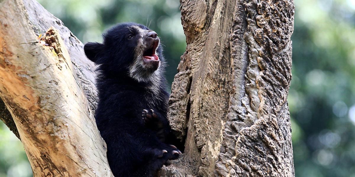 El oso de anteojos es uno de los mamíferos en peligro de extinción en el país.
