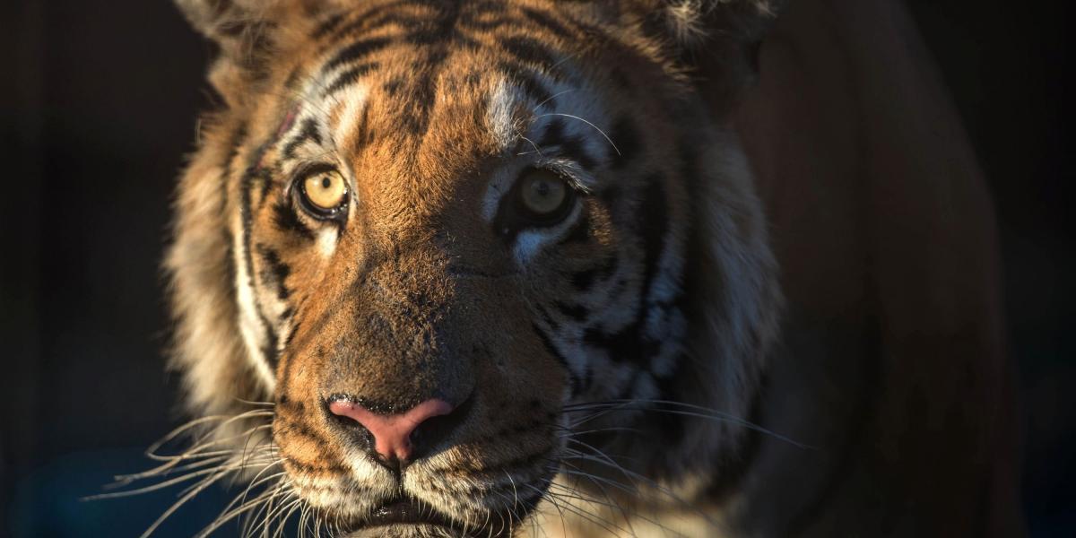Este zoológico tuvo su primer par de tigres de bengala desde el 2001 y, según ‘The Guardian’, también tiene tigres malayos.
