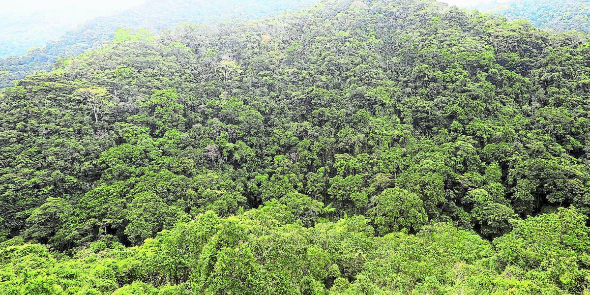 En el 2015 Antioquia fue el segundo departamento con mayor tasa de deforestación.