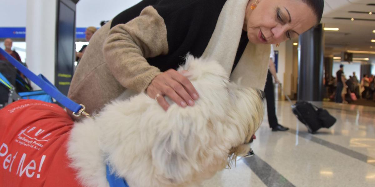 El aeropuerto de San José, también en California, fue el primero en llevar a los aeropuertos las mascotas que se usan en terapias en hospitales y casas de ancianos.