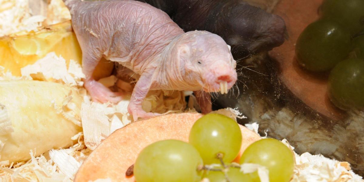 El ratón se alimenta de uvas, pero su dieta habitual son patatas, frutas y verduras.