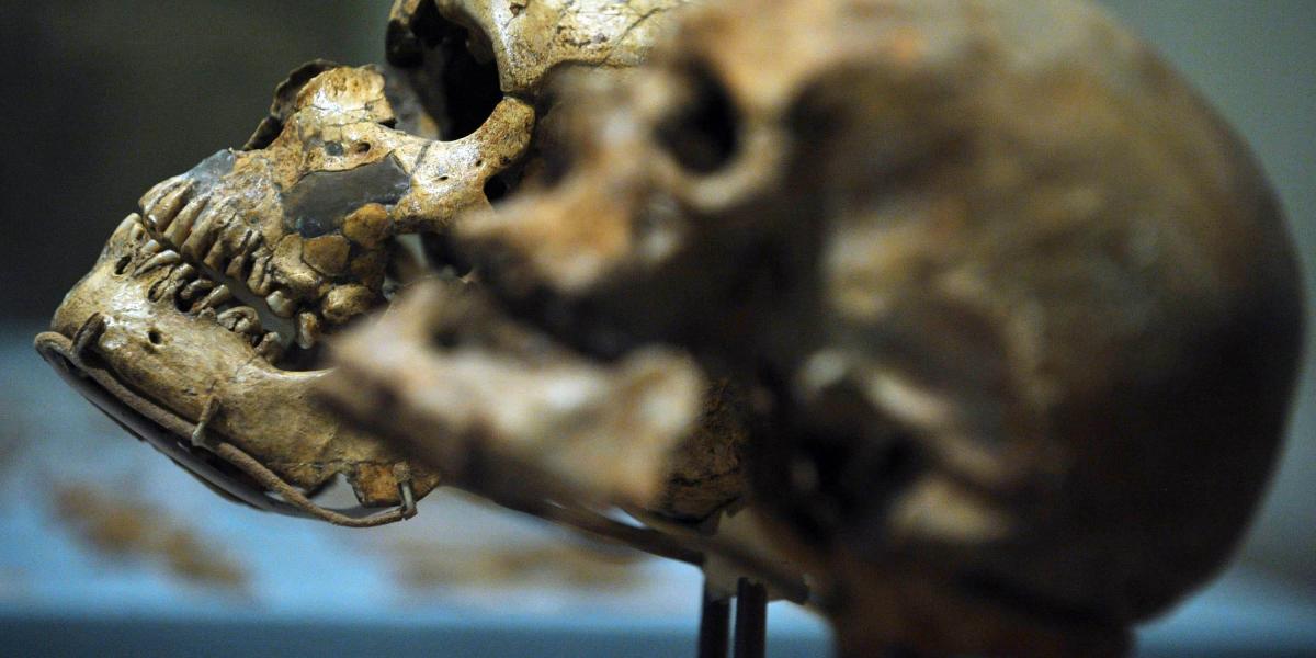 El cráneo de los homo sapiens es distinto al del hombre actual. Hay siglos de evolución por delante.
