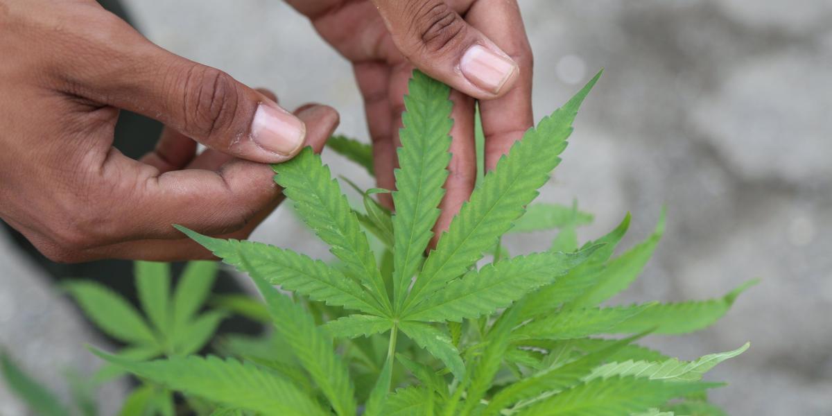 En el Cauca hay los primeros emprendimientos en el cultivo de marihuana con fines medicinales.