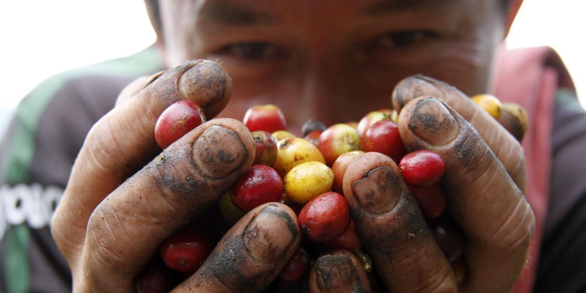 En Caldas, hay cerca de 70.000 hectáreas sembradas con café.