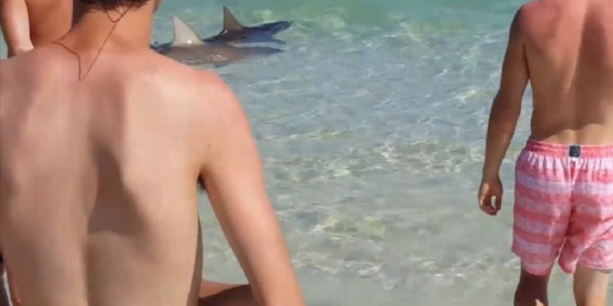 Horror por tiburones que sorprenden a bañistas en playa de Florida