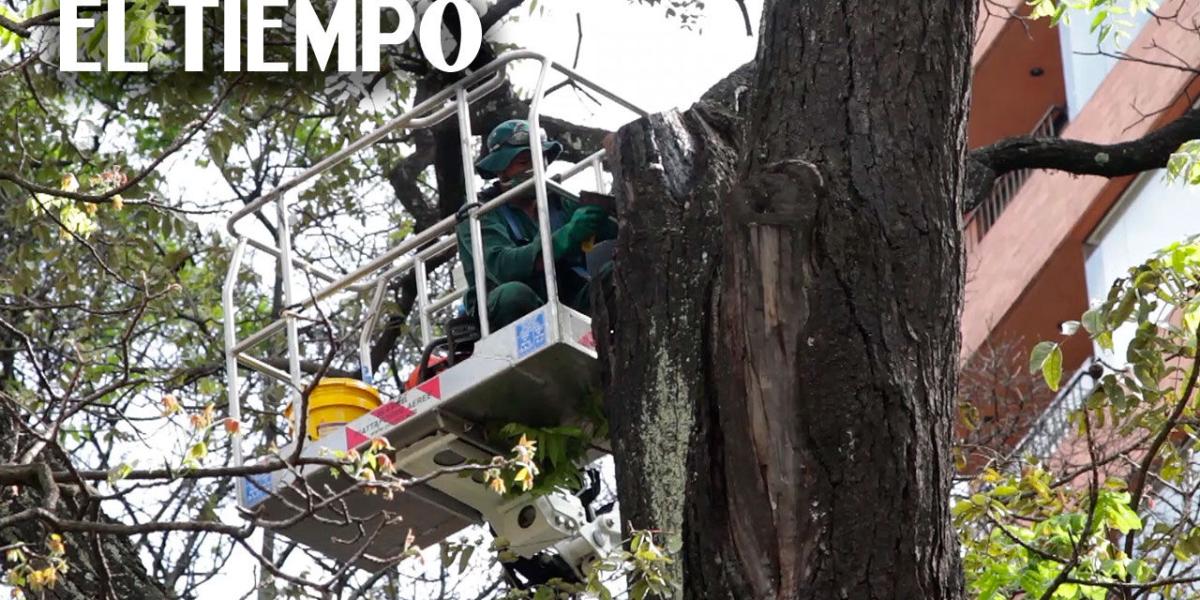 'Operan' al árbol más viejo de Bogotá