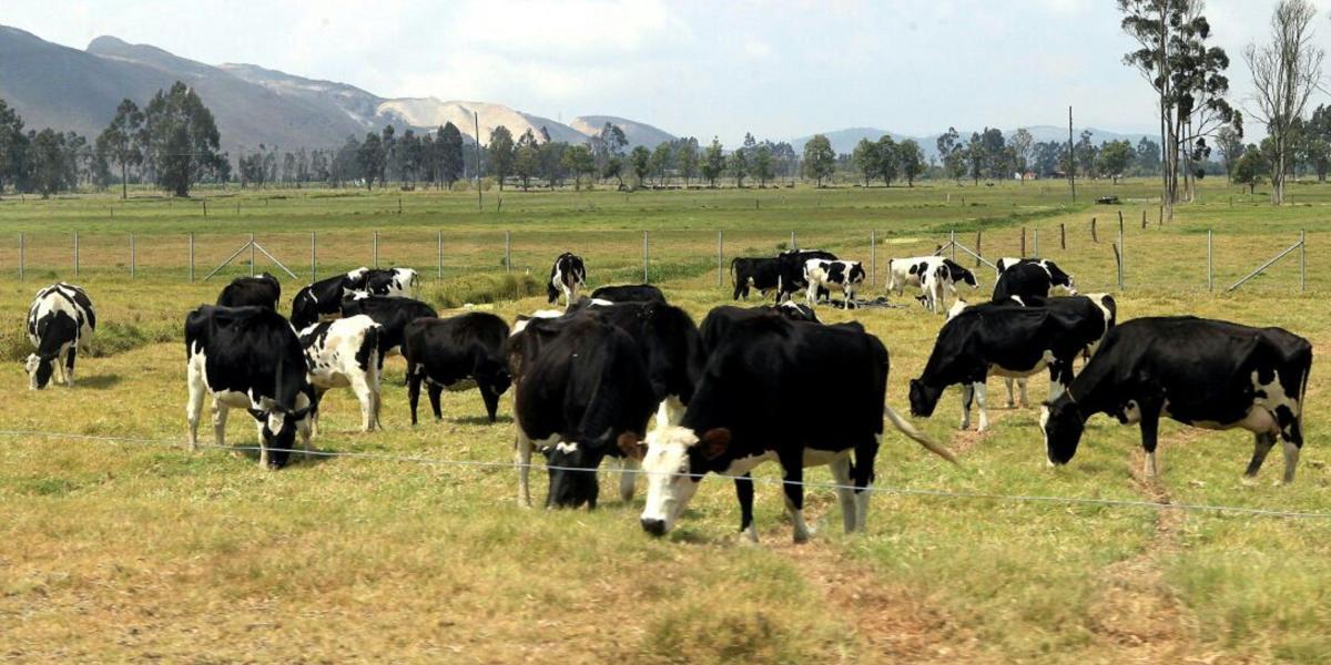 La Gobernación recomendó exigir la ‘Guía sanitaria de movilización interna’ (GSMI) para el ganado.