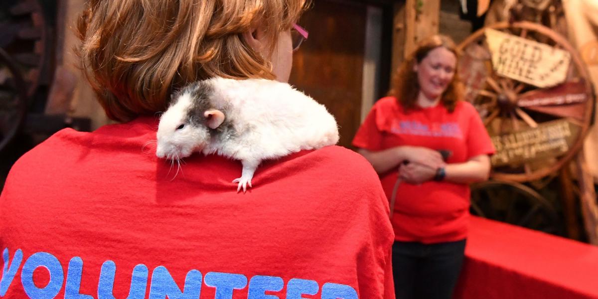 Las ratas son proporcionadas por Rattie Ratz, una asociación sin fines de lucro de California que ayuda a colocar ratas en los hogares como animales domésticos.