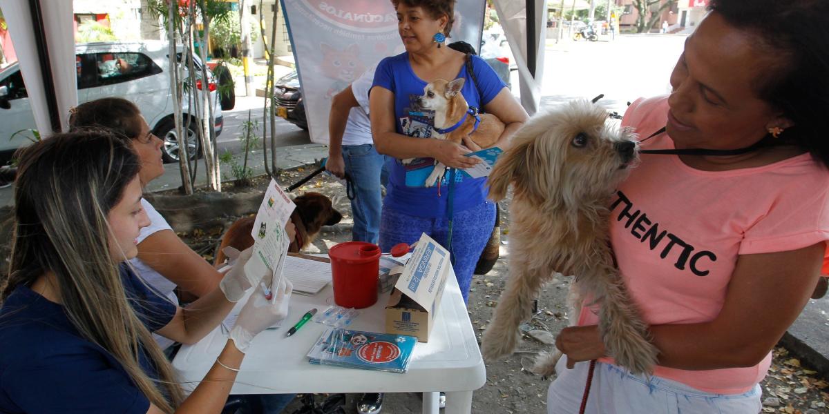 Las autoridades de salud del departamento conjugando acciones con las locales de los 125 municipios antioqueños trabajan para detener la transmisión de la rabia animal a los humanos, avanzando en la vacunación a caninos y felinos del Departamento