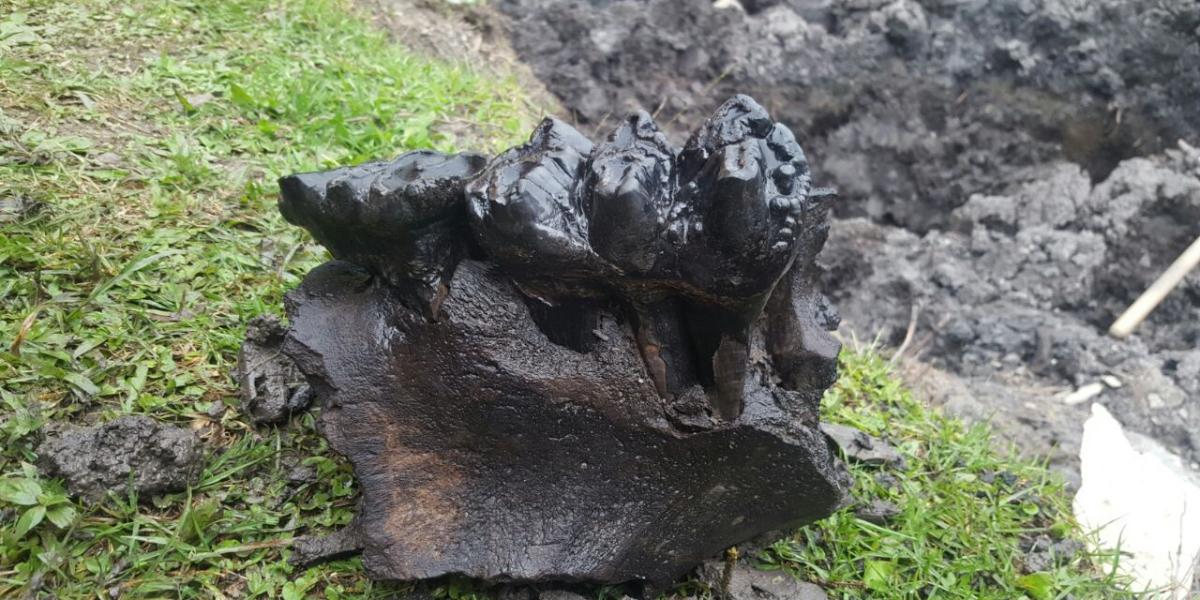 Un mastodonte adulto fue encontrado en un colegio de Anolaima, Cundinamarca.