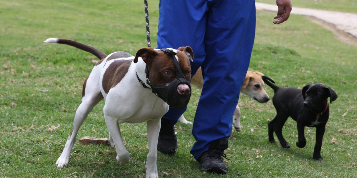 Autoridades piden que los perros siempre utilicen bozal para evitar este tipo de incidentes