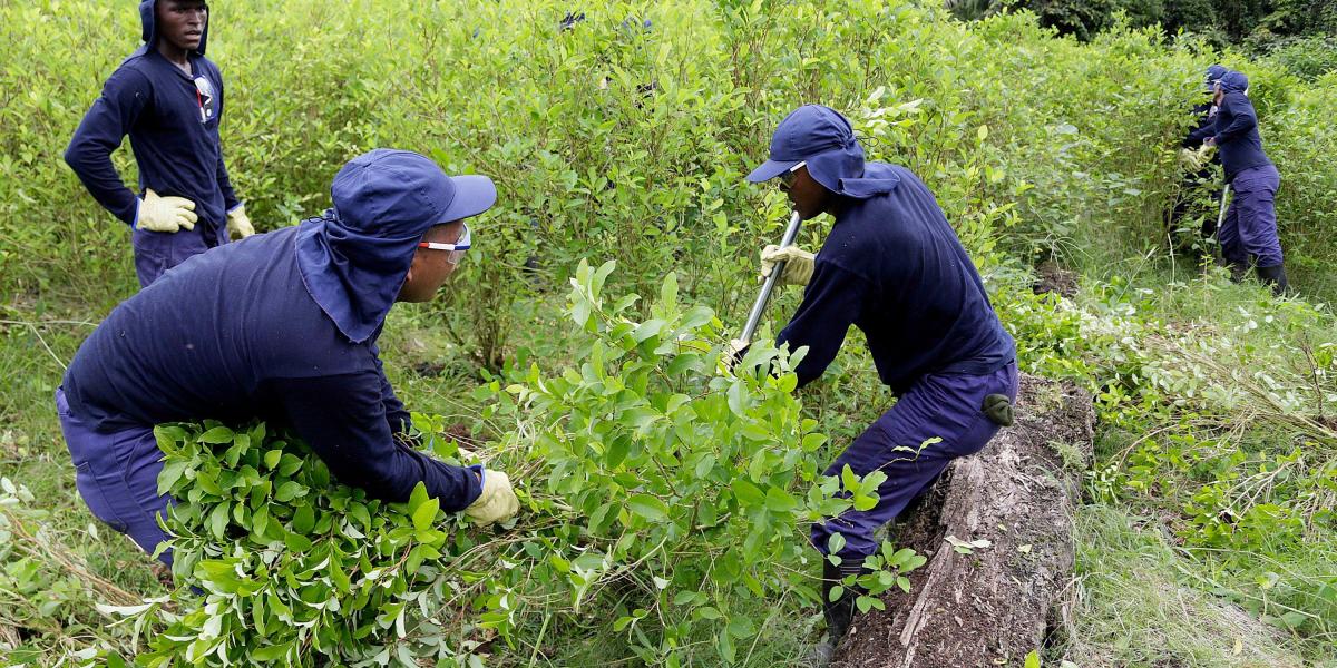 La dirección de Antinarcóticos de la Policía inició la fase de erradicación manual de cultivos de coca.