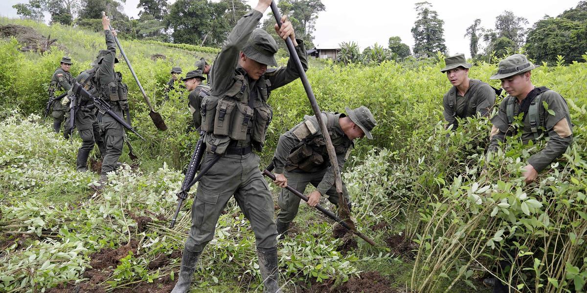 Más de 2.000 hombres de la Fuerza Pública adelantan la erradicación forzada de matas de coca en Tumaco.