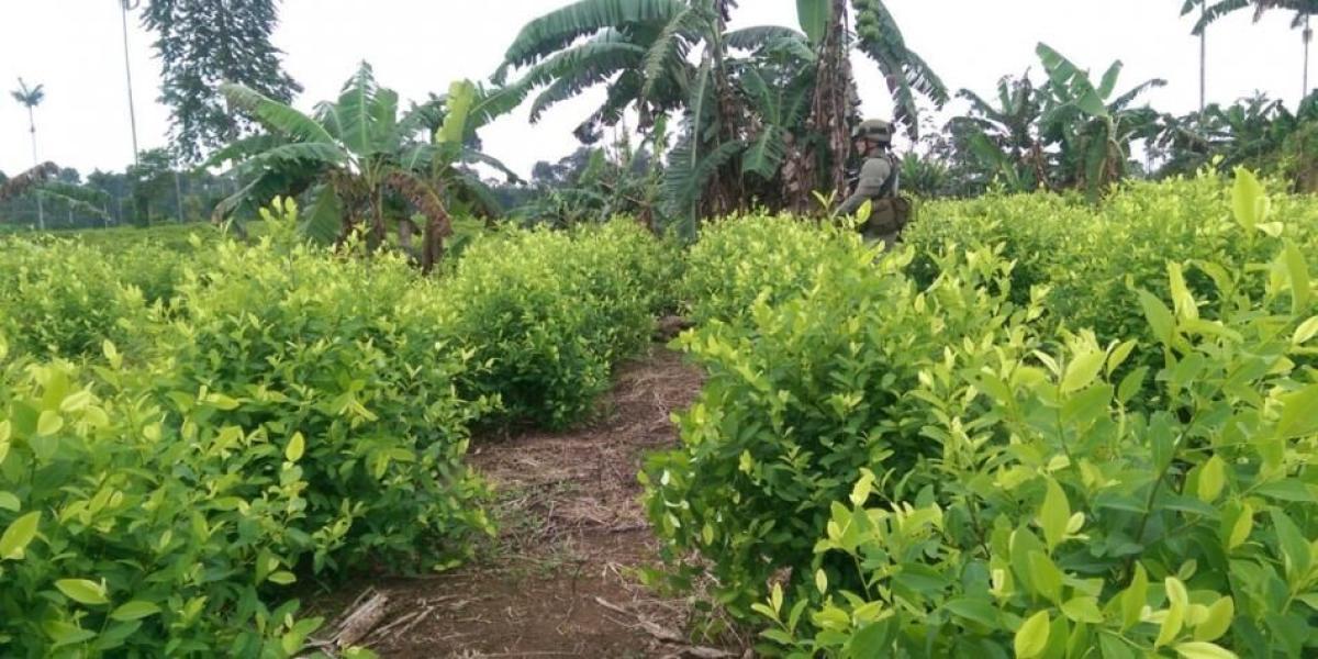 El informe revela que la concentración de cultivos está en Nariño, Norte de Santander y Putumayo, donde están casi el 41 por ciento de las matas de coca.