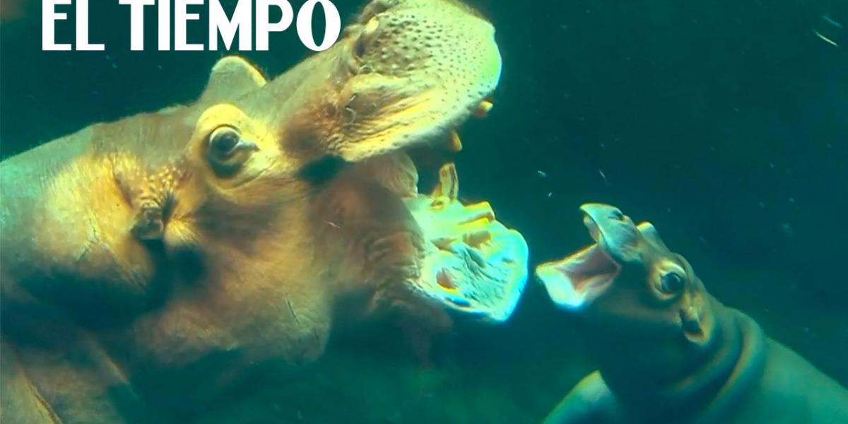 El enternecedor reencuentro de un hipopótamo bebé con sus padres