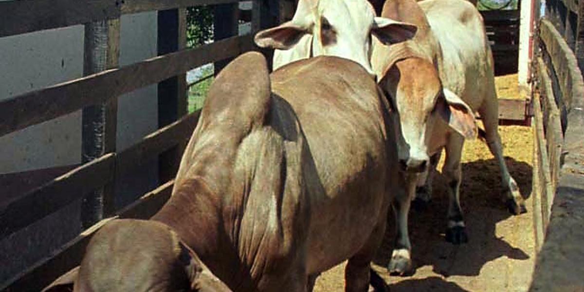El Gobierno recordó que cualquier movilización de ganado sin los permisos respectivos generará el sacrificio de las reses.