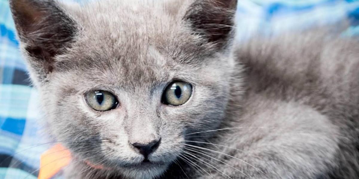 Este gatico veloz se llama Blar, tiene un mes y se encuentra en  adopción. Informes: 3186185172