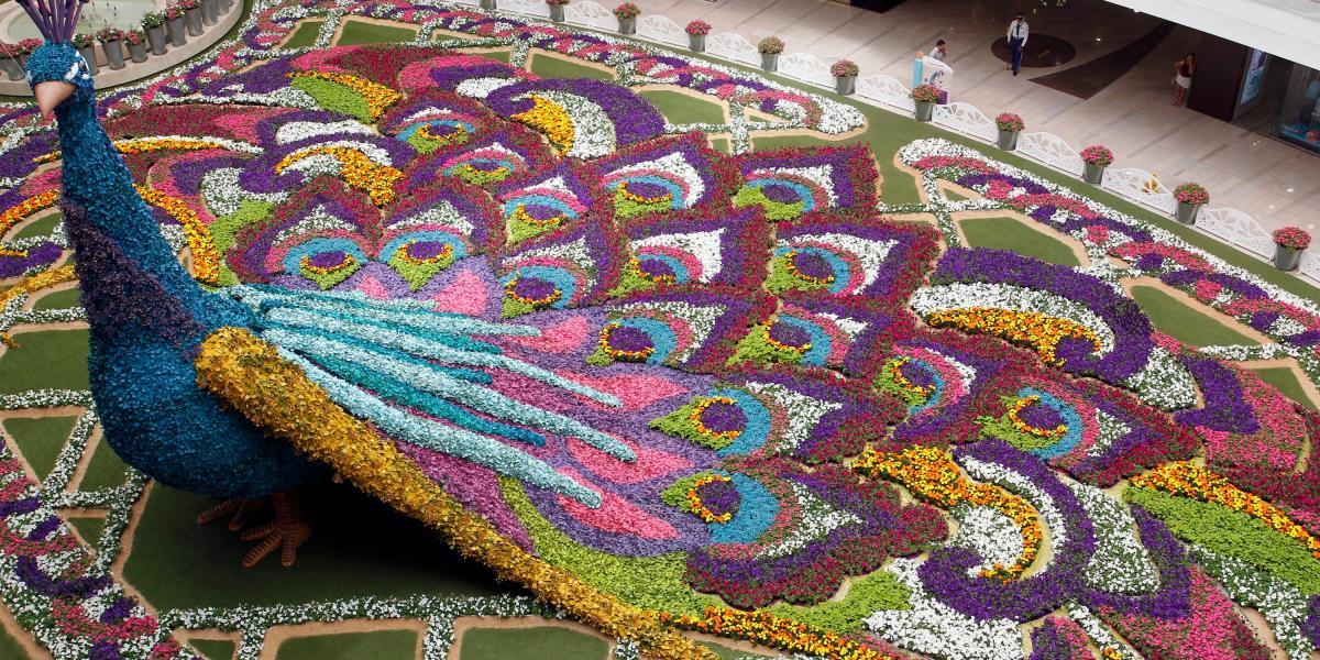 El centro comercial Santafé, como lo viene haciendo cada año, instaló un tapete de flores para darle la bienvenida a la feria de los antioqueños. Esta vez, el diseño tiene forma de un pavo real de más de 10 metros de altura, en el que se usaron 200.000 flores.