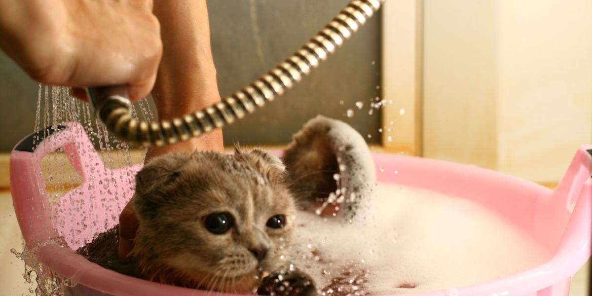 Los baños no deben ser frecuentes, pues los gatos se acicalan solos.