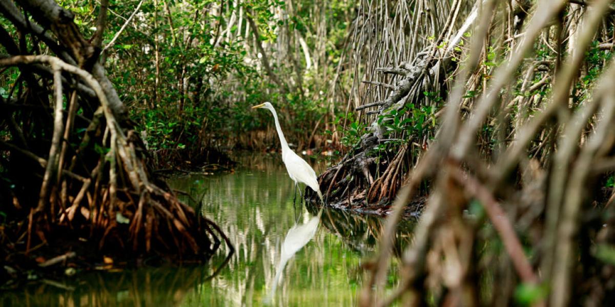 Colombia es uno de los cinco países de Latinoamérica que concentra la mayor cantidad de manglares.